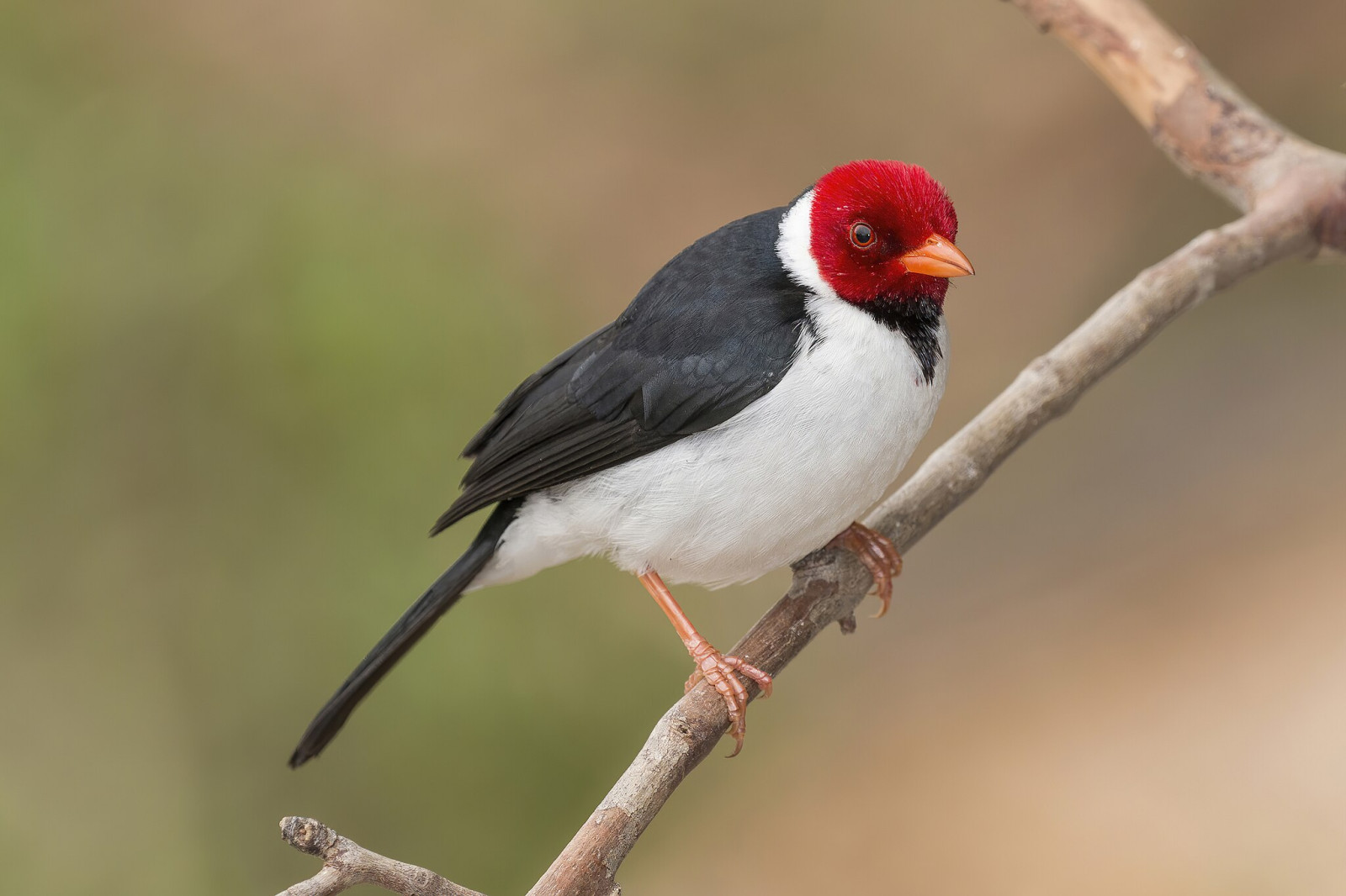 image Yellow-billed Cardinal